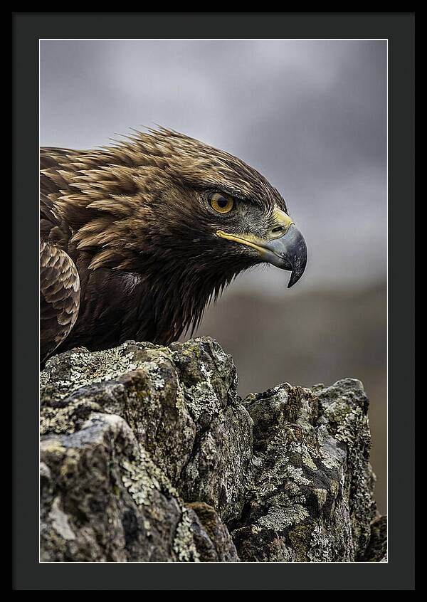 Golden Eagle Majesty
