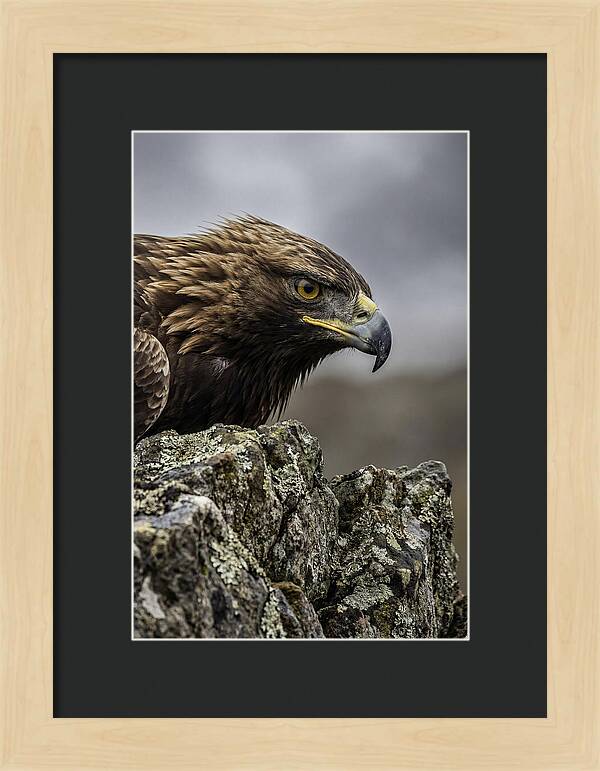 Golden Eagle Majesty
