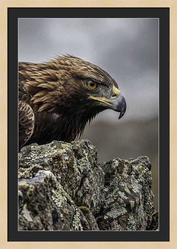 Golden Eagle Majesty