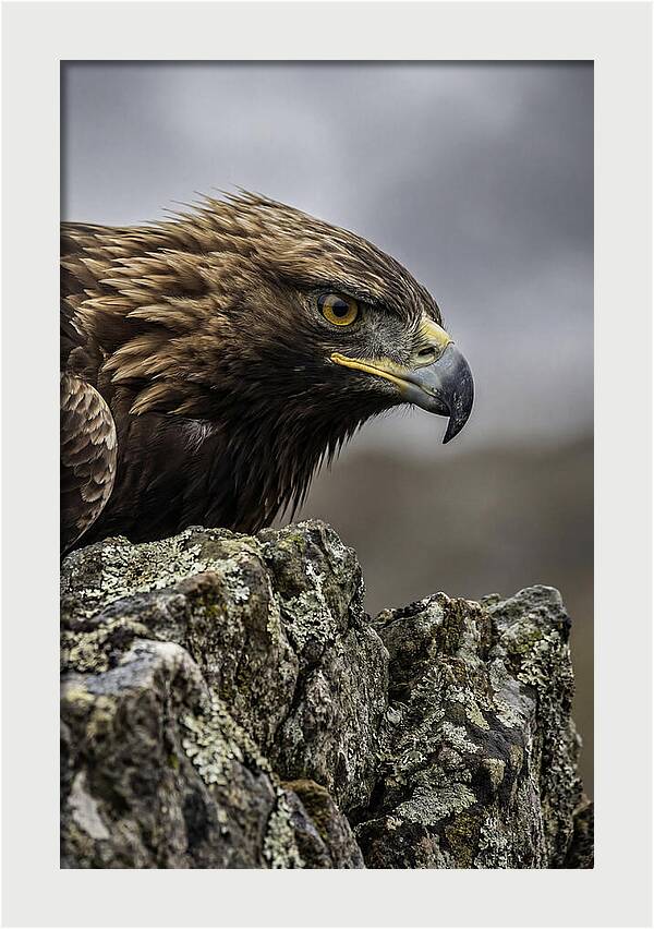 Golden Eagle Majesty