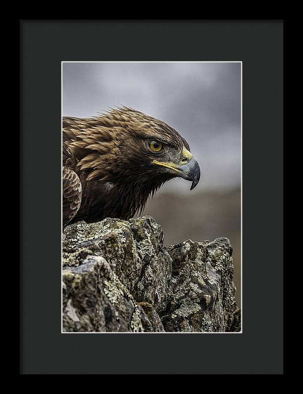 Golden Eagle Majesty
