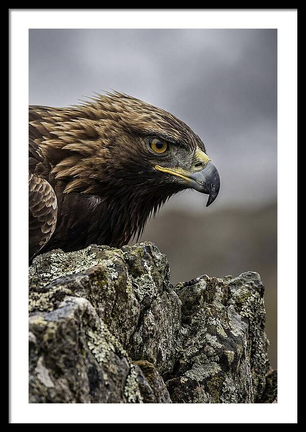 Golden Eagle Majesty