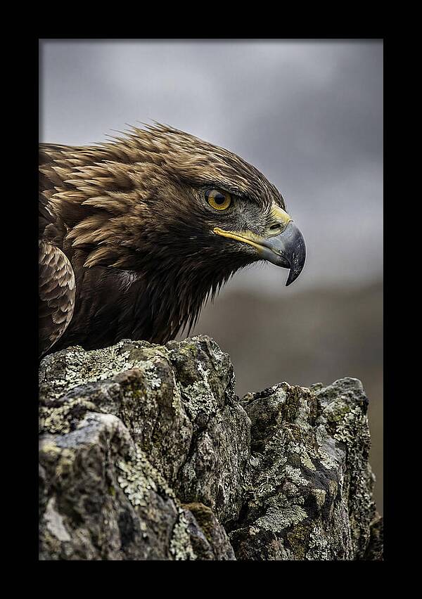 Golden Eagle Majesty