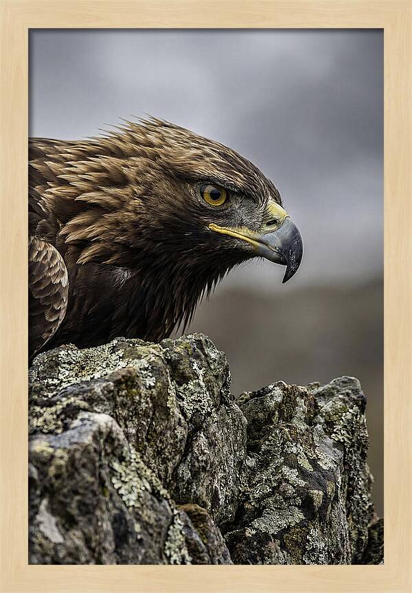 Golden Eagle Majesty