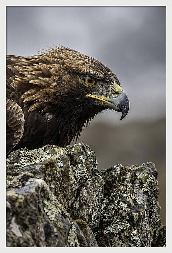 Golden Eagle Majesty