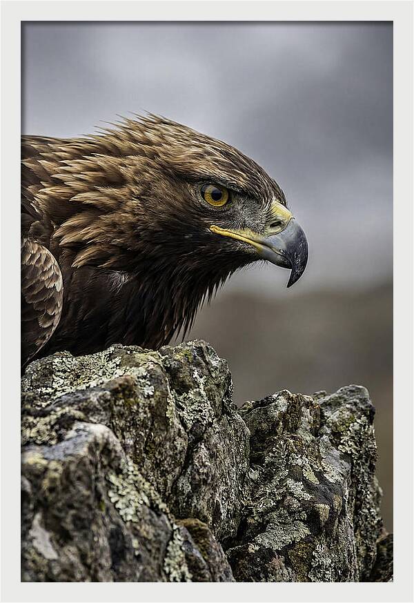 Golden Eagle Majesty