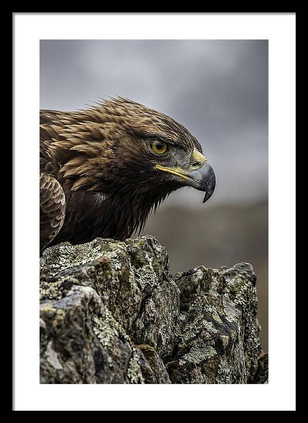 Golden Eagle Majesty