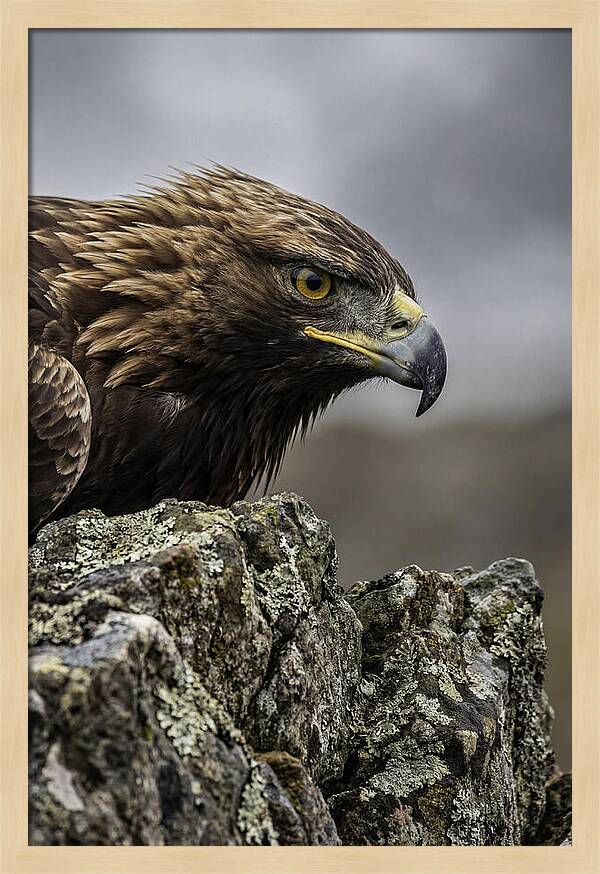 Golden Eagle Majesty