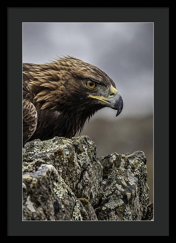 Golden Eagle Majesty