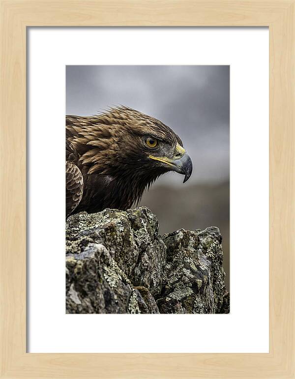Golden Eagle Majesty
