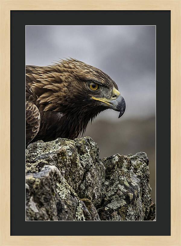 Golden Eagle Majesty