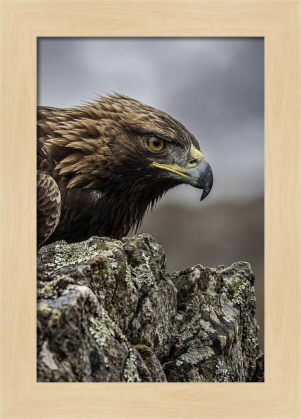 Golden Eagle Majesty