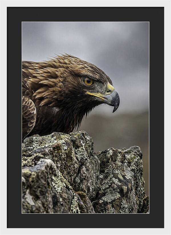 Golden Eagle Majesty