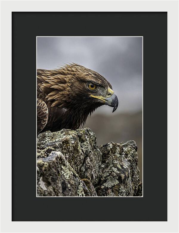 Golden Eagle Majesty