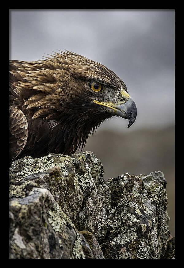 Golden Eagle Majesty