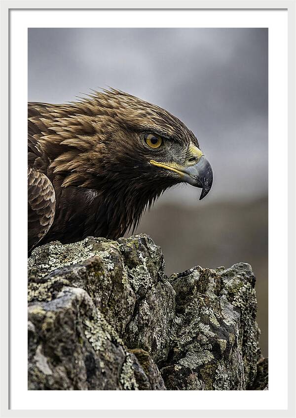 Golden Eagle Majesty