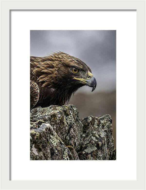 Golden Eagle Majesty