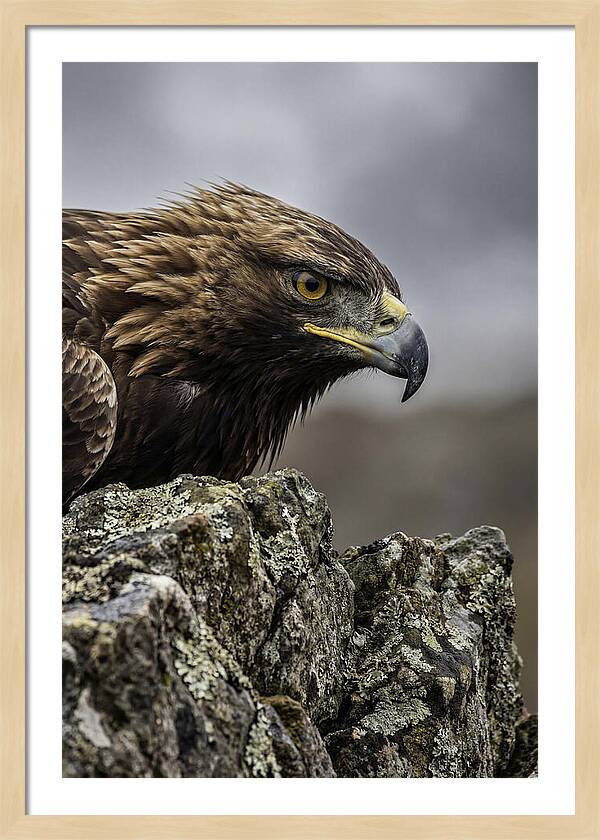 Golden Eagle Majesty