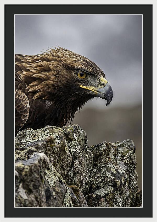 Golden Eagle Majesty