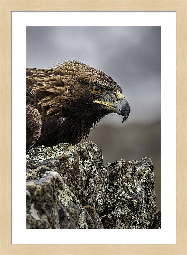 Golden Eagle Majesty