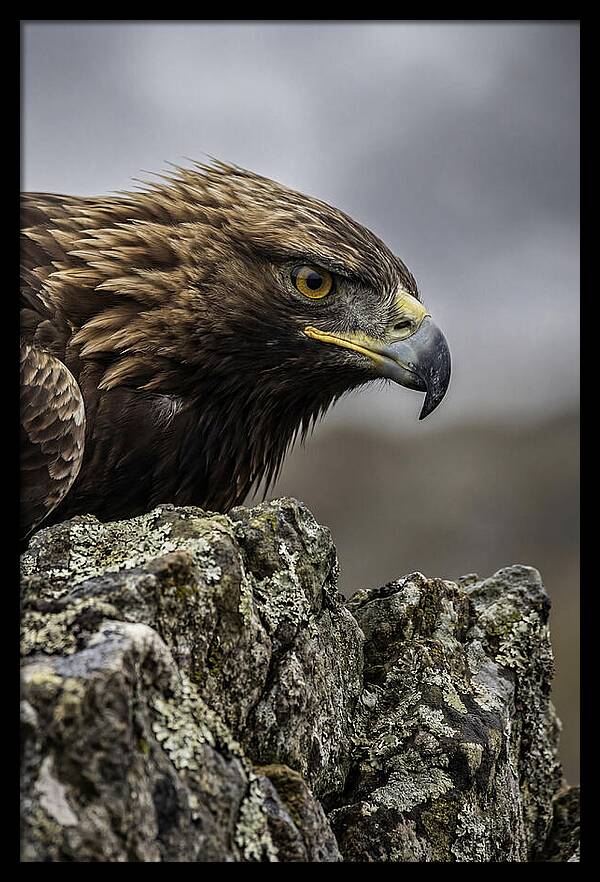 Golden Eagle Majesty