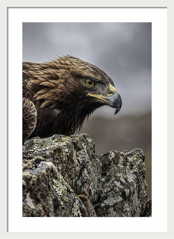 Golden Eagle Majesty