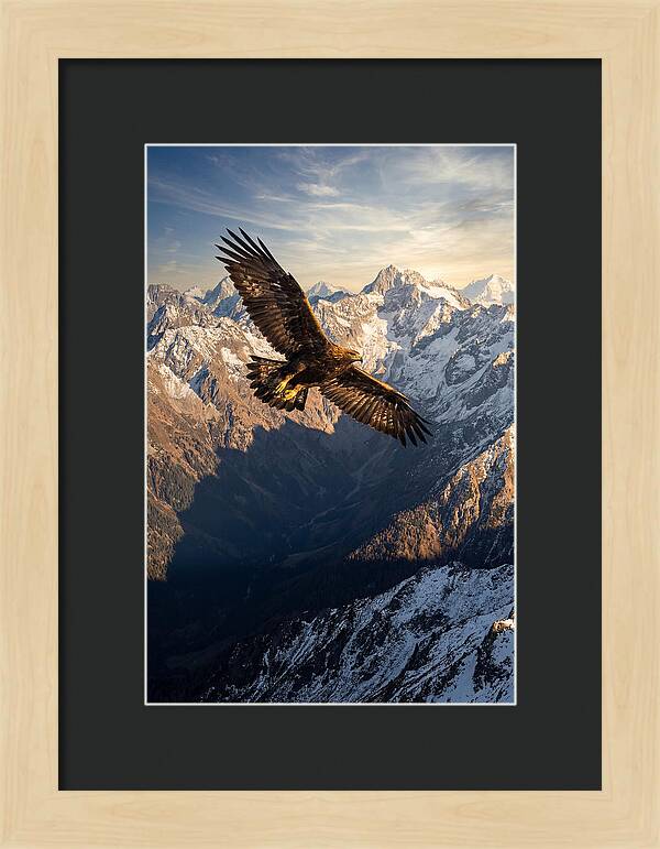 Golden Eagle Soaring Above Mountains