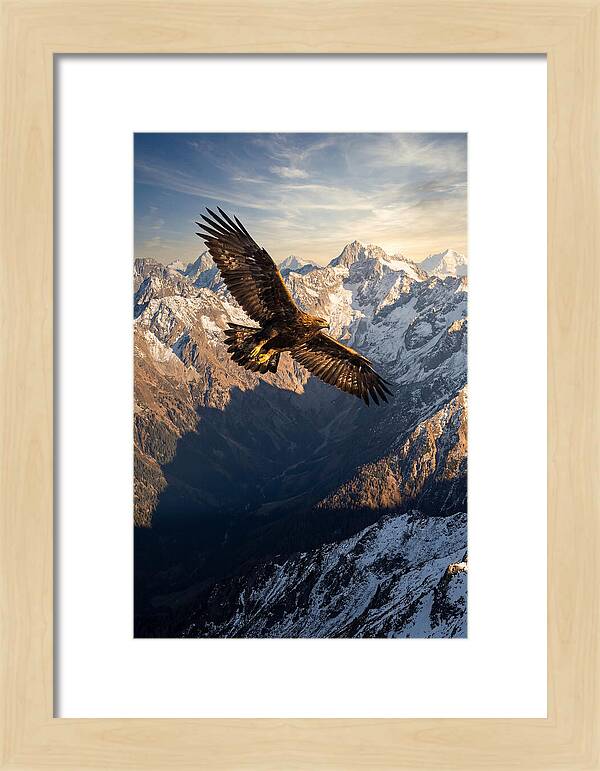 Golden Eagle Soaring Above Mountains