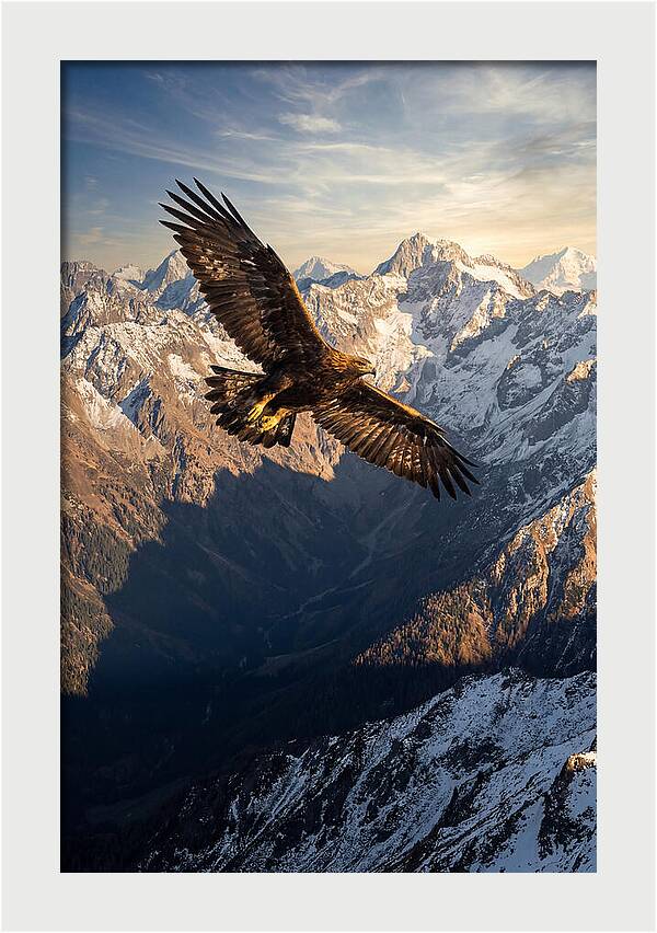 Golden Eagle Soaring Above Mountains