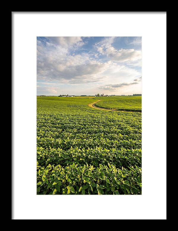 Golden Fields Beneath Azure Skies