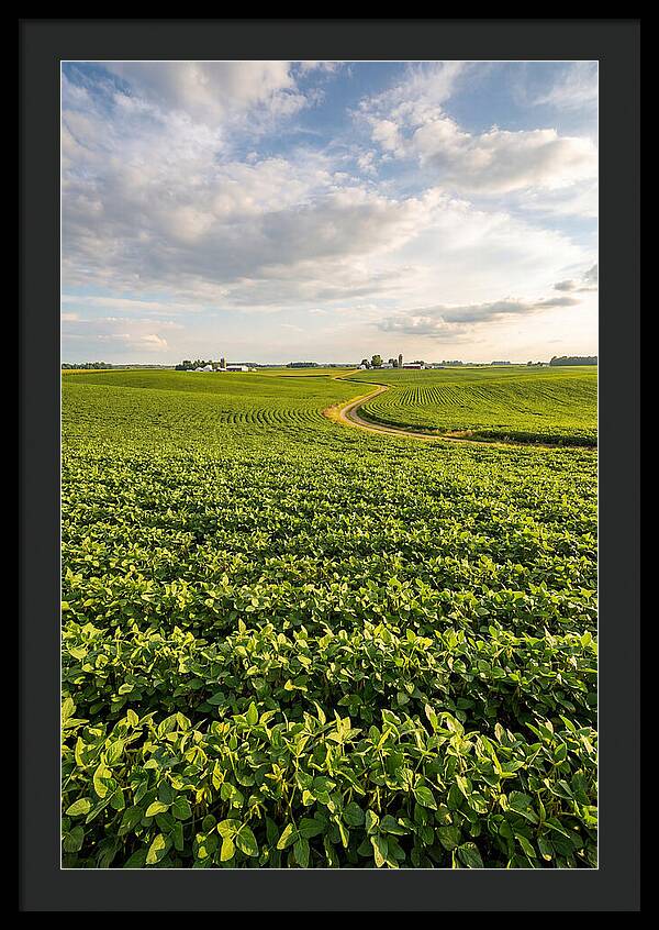 Golden Fields Beneath Azure Skies