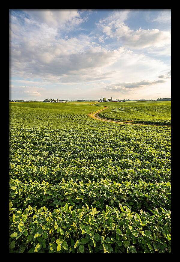 Golden Fields Beneath Azure Skies