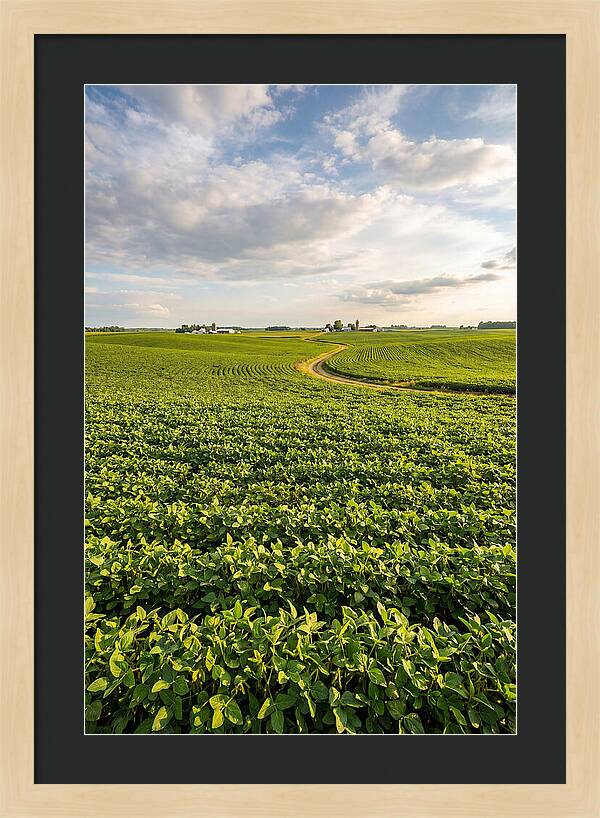 Golden Fields Beneath Azure Skies