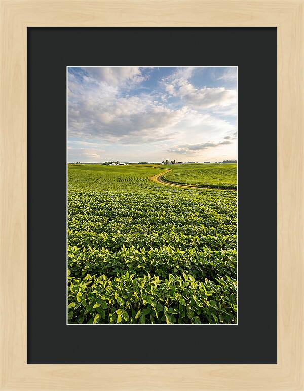 Golden Fields Beneath Azure Skies