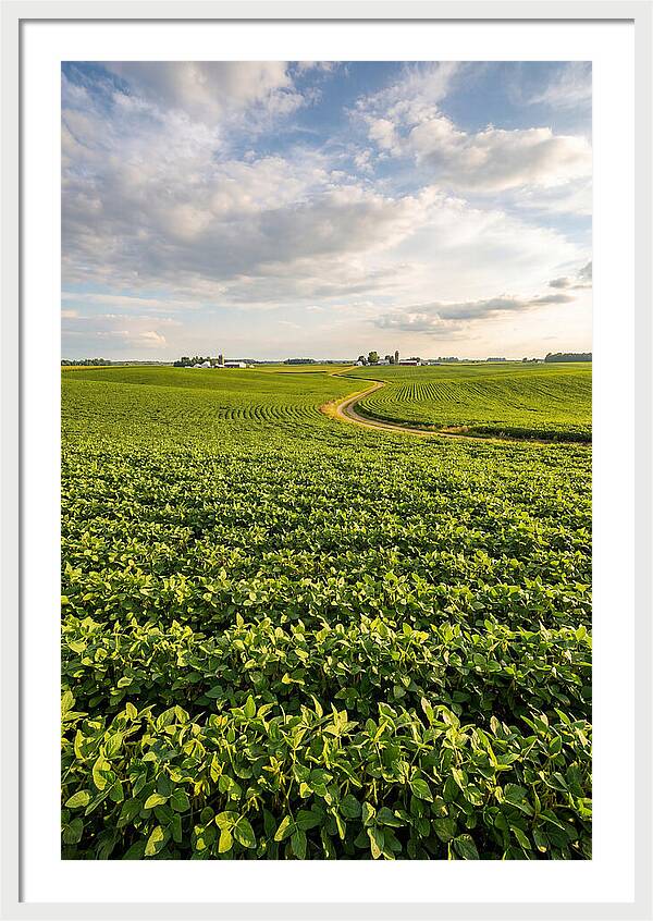 Golden Fields Beneath Azure Skies