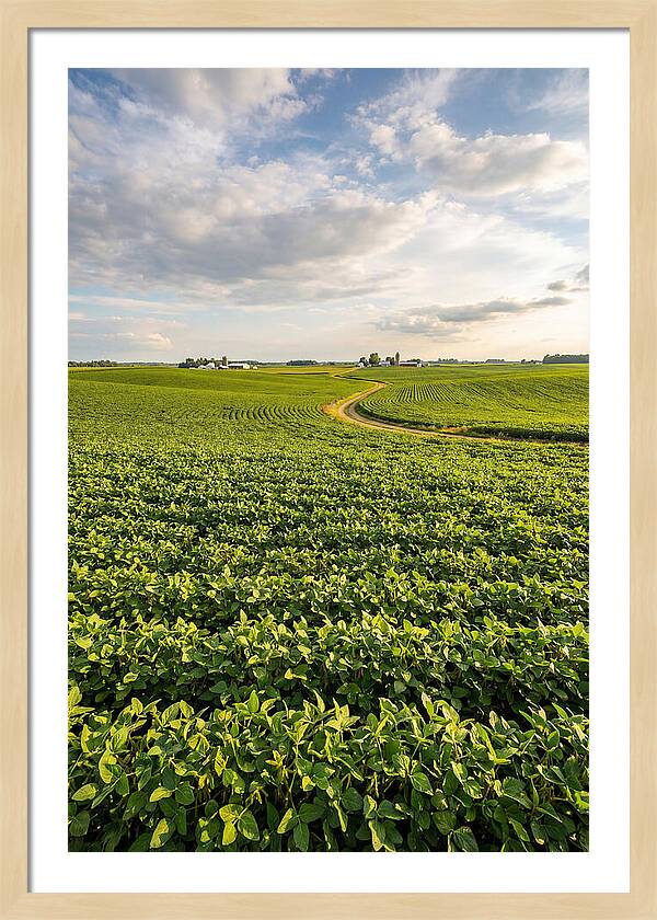 Golden Fields Beneath Azure Skies