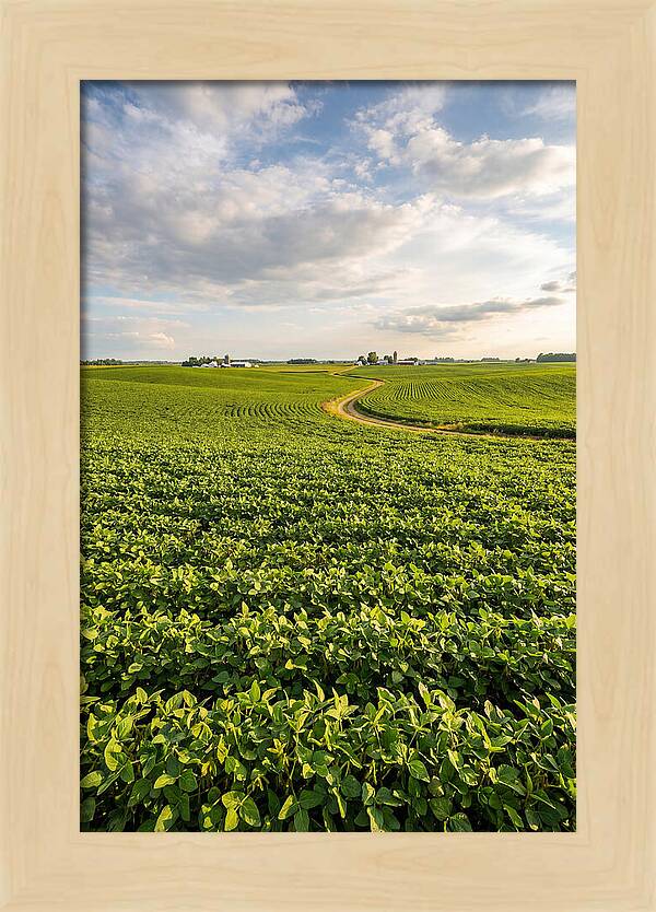 Golden Fields Beneath Azure Skies