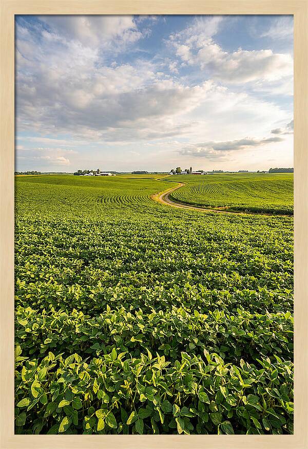 Golden Fields Beneath Azure Skies