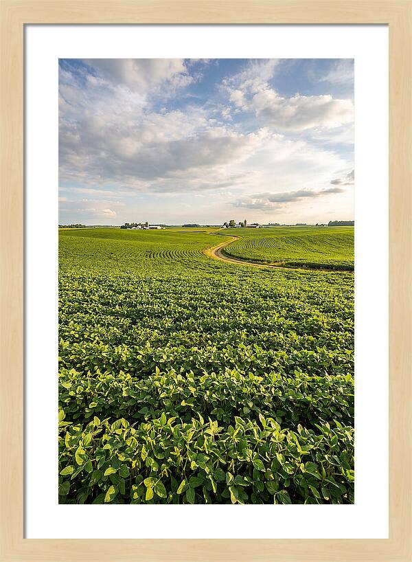 Golden Fields Beneath Azure Skies