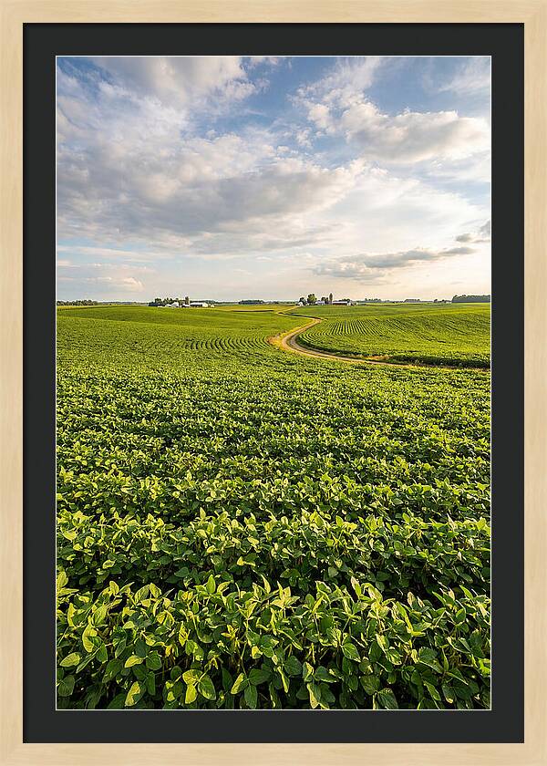 Golden Fields Beneath Azure Skies
