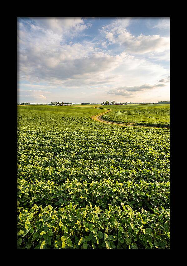 Golden Fields Beneath Azure Skies