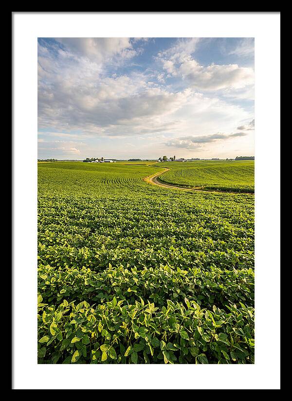 Golden Fields Beneath Azure Skies