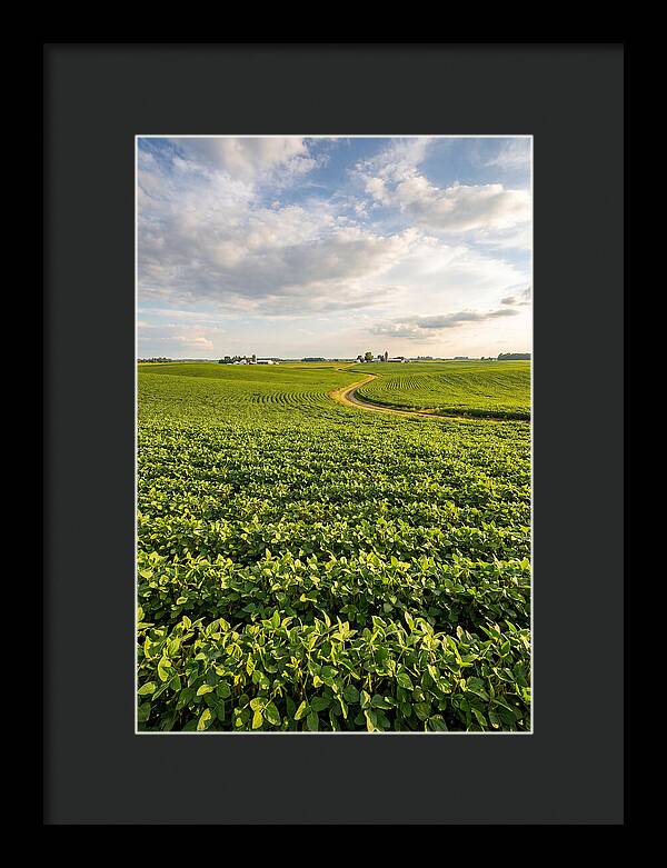 Golden Fields Beneath Azure Skies