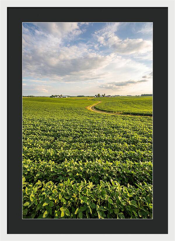 Golden Fields Beneath Azure Skies