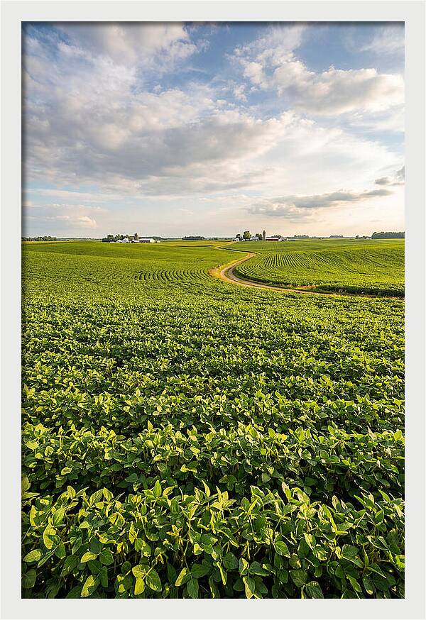 Golden Fields Beneath Azure Skies