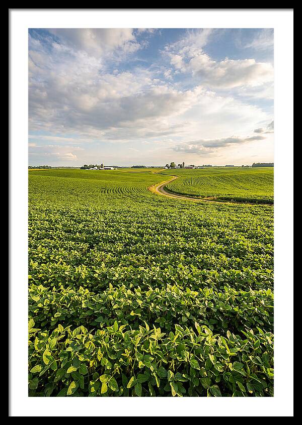 Golden Fields Beneath Azure Skies