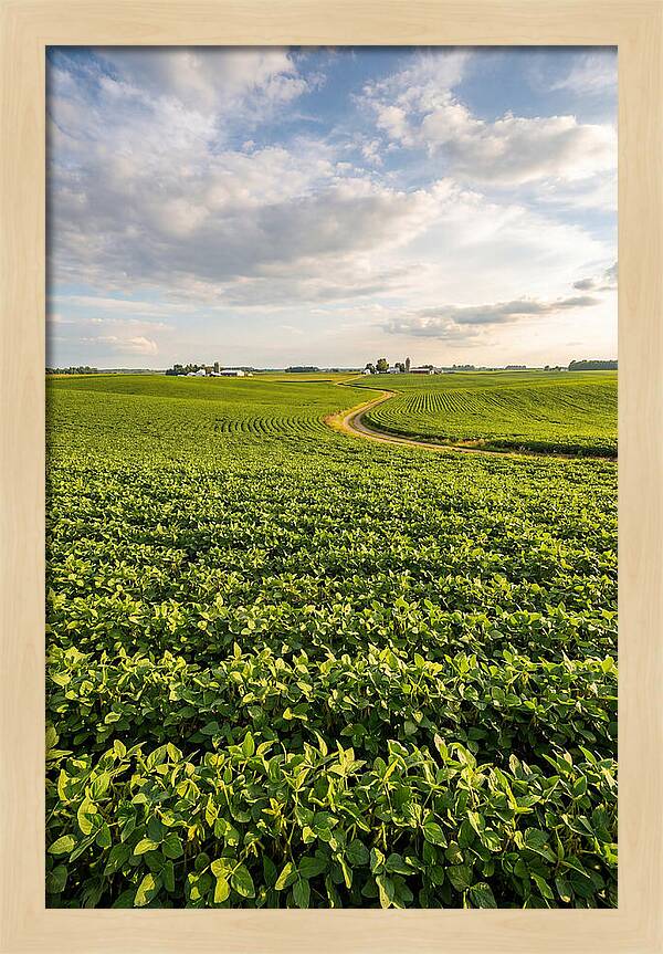 Golden Fields Beneath Azure Skies