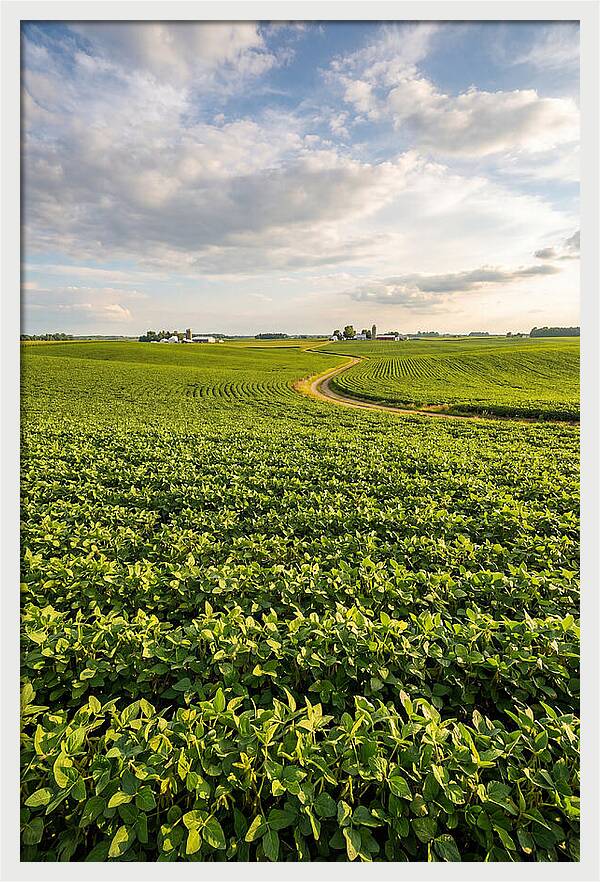 Golden Fields Beneath Azure Skies