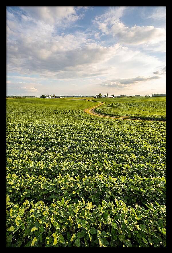 Golden Fields Beneath Azure Skies