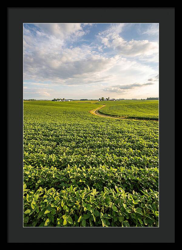 Golden Fields Beneath Azure Skies
